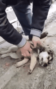 流浪狗餓急了吃東西差點噎死，幸好一好心大叔出現... 寵物 第2張