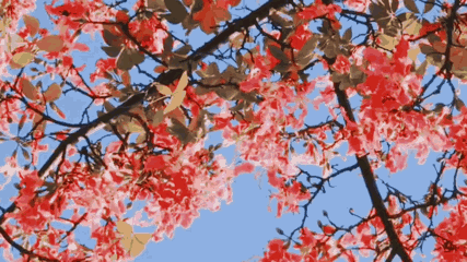 0基础速成《Vlog短视频变现课》：只需一部手机，教你轻松实现月入过万！