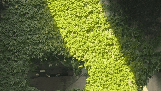 高架、街巷一路生花，金牛人：这浪漫我熟！插图19