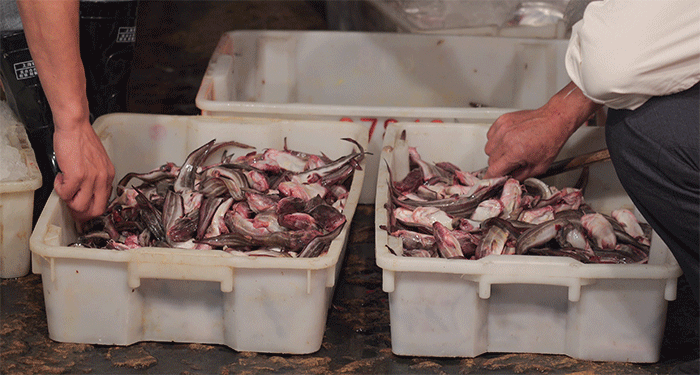 ���գ���ţ���趼���ˣ�