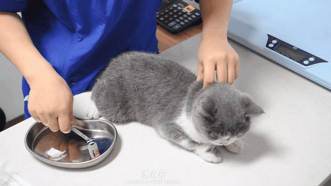 宠物呼吸麻醉怎么收费@宠爸宠妈，从绝育就做到极致…这家好评满满的de『五星级连锁宠物医院』来三水了！_https://www.jmylbn.com_新闻资讯_第48张