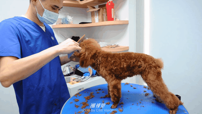 宠物呼吸麻醉怎么收费@宠爸宠妈，从绝育就做到极致…这家好评满满的de『五星级连锁宠物医院』来三水了！_https://www.jmylbn.com_新闻资讯_第51张