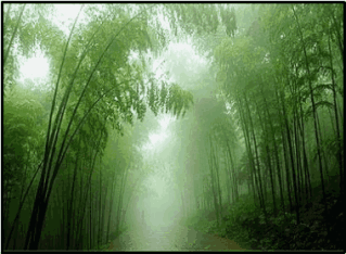 竹林风景壁纸 动态图片