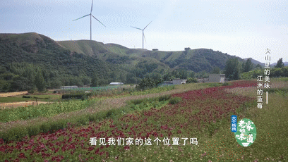 伏牛山里有啥美味？《老家的味道》推出“大山里的美味”，走进伏牛山，好吃又好玩！