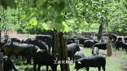 伏牛山里有啥美味？《老家的味道》推出“大山里的美味”，走进伏牛山，好吃又好玩！