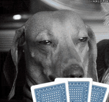 【EV扑克】知名女演员兼牌手称自己能通灵，还能帮助她打牌