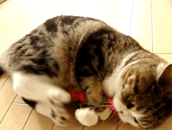 355_268gif 动态图 动图