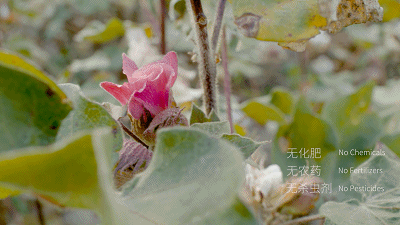 纱布卷怎么卷预告丨夏季专场，Nest Designs新品睡袋来啦！还有家居服和成人款_https://www.jmylbn.com_新闻资讯_第58张