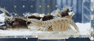 科普知识另类宠物皮皮虾我们来了