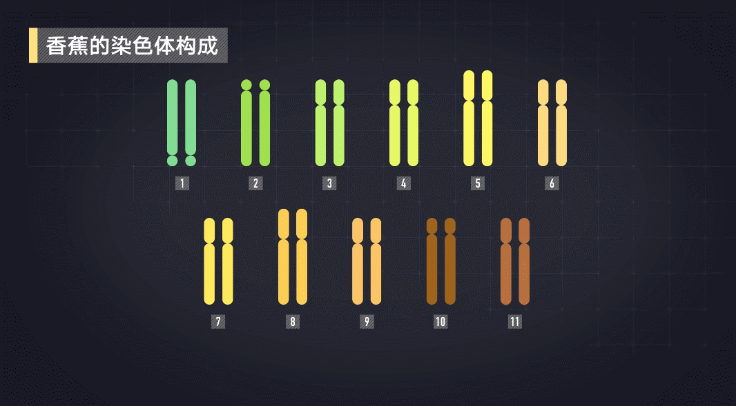 天然的香蕉大多是二倍体,也就是体细胞内有两组染色体.