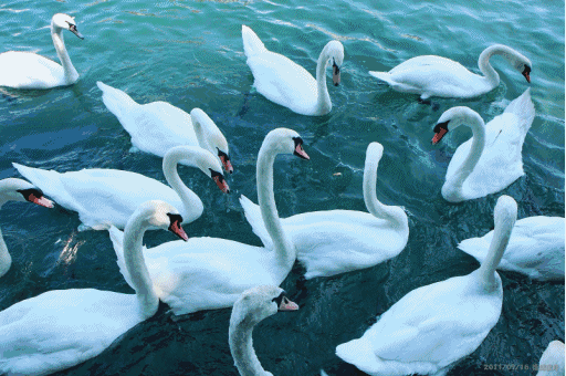 512_340gif 动态图 动图