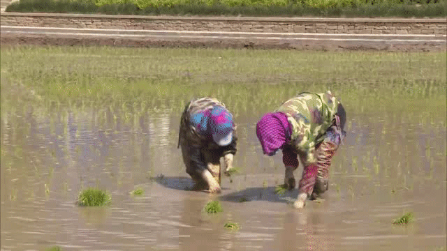 5月你好丨南泥湾五月开始陕北的好江南遍地插秧忙