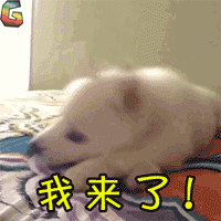 我来了