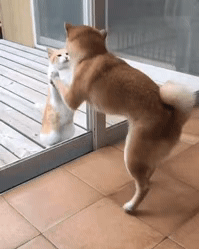 自從看上了鄰居家的柴犬，這只橘貓每天都要… 未分類 第10張