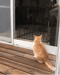 自從看上了鄰居家的柴犬，這只橘貓每天都要… 未分類 第9張