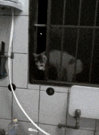 厚臉皮的流浪貓不僅每天按時報到，還偷偷自學了開門開窗… 未分類 第3張