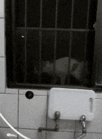厚臉皮的流浪貓不僅每天按時報到，還偷偷自學了開門開窗… 未分類 第2張