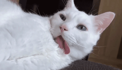 我寻思着一只猫睡觉能丑到哪去 直到 萌宠 训练养宠技巧 宠物用品 微信头条新闻公众号文章收集网