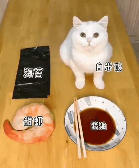 震惊 猫猫不听话 竟然被狠心铲屎官做成了寿司 猫与爱的世界 微信公众号文章阅读 Wemp
