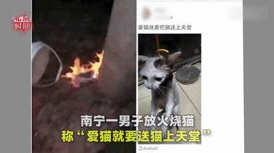 男子縱火燒貓，還義正詞嚴：法律又沒禁止虐貓。 寵物 第2張