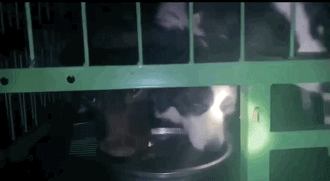 寵物店倒閉，遺棄上百隻貓狗在救助站！貓狗生病甚至倒下 寵物 第12張