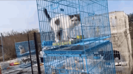 寵物店倒閉，遺棄上百隻貓狗在救助站！貓狗生病甚至倒下 寵物 第9張