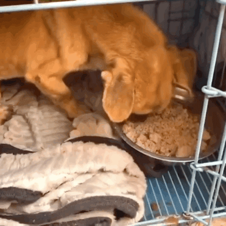 寵物店倒閉，遺棄上百隻貓狗在救助站！貓狗生病甚至倒下 寵物 第13張