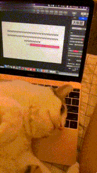 為了提醒主人自己沒吃飽，這隻貓竟然在電腦上打出一行字… 寵物 第13張
