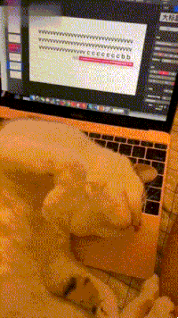 為了提醒主人自己沒吃飽，這隻貓竟然在電腦上打出一行字… 寵物 第14張