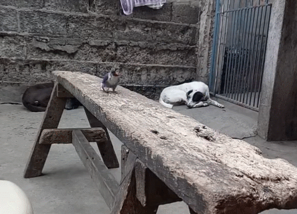 主人给鹦鹉拍照,猫咪偷袭抢走鹦鹉,主人扔手机救鸟!-微信头条网 主人给鹦鹉拍照,猫咪偷袭抢走鹦鹉,主人扔手机救鸟!