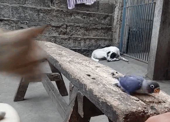 主人给鹦鹉拍照,猫咪偷袭抢走鹦鹉,主人扔手机救鸟!-微信头条网 主人给鹦鹉拍照,猫咪偷袭抢走鹦鹉,主人扔手机救鸟!