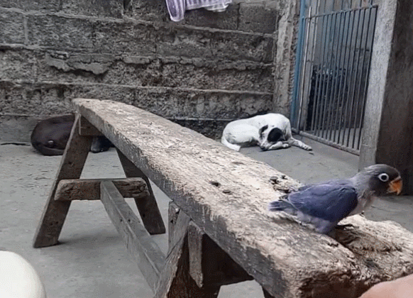 主人给鹦鹉拍照,猫咪偷袭抢走鹦鹉,主人扔手机救鸟!-微信头条网 主人给鹦鹉拍照,猫咪偷袭抢走鹦鹉,主人扔手机救鸟!