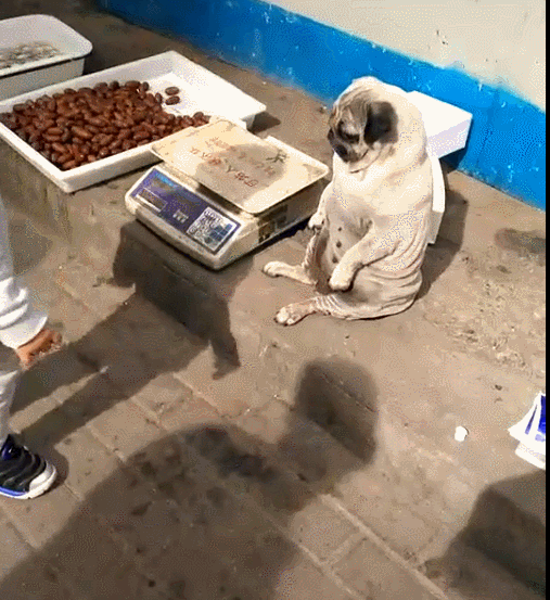 狗狗帮主人看摊卖东西,这种坐姿,吸引很多生意!-微信头条网 狗狗帮主人看摊卖东西,这种坐姿,吸引很多生意!