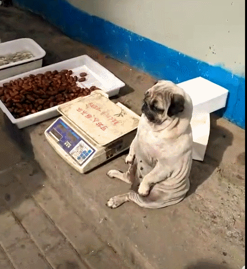 狗狗帮主人看摊卖东西,这种坐姿,吸引很多生意!-微信头条网 狗狗帮主人看摊卖东西,这种坐姿,吸引很多生意!