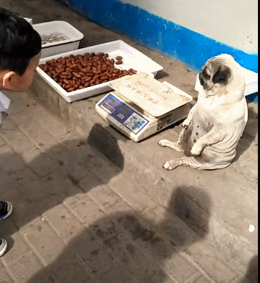 狗狗帮主人看摊卖东西,这种坐姿,吸引很多生意!-微信头条网 狗狗帮主人看摊卖东西,这种坐姿,吸引很多生意!