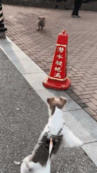 帶狗散步路遇泰迪，劍拔弩張一刻，狗繩松了，氣氛陷入僵持 寵物 第6張