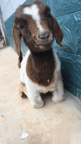 小羊崽天生一副微笑臉，看起來暖暖的，讓人感覺非常的稀奇 未分類 第5張