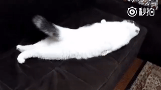 主人网上晒猫咪照片,网友却只看到一条咸鱼:猫在哪?-微信头条网 主人网上晒猫咪照片,网友却只看到一条咸鱼:猫在哪?