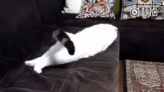 主人网上晒猫咪照片,网友却只看到一条咸鱼:猫在哪?-微信头条网 主人网上晒猫咪照片,网友却只看到一条咸鱼:猫在哪?