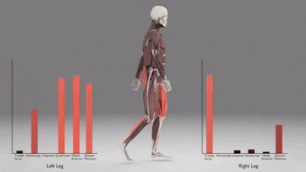 步态分析上曲线怎么解读「走路」是什么？ 物理治疗师教你如何分析人类的步态！_https://www.jmylbn.com_新闻资讯_第15张