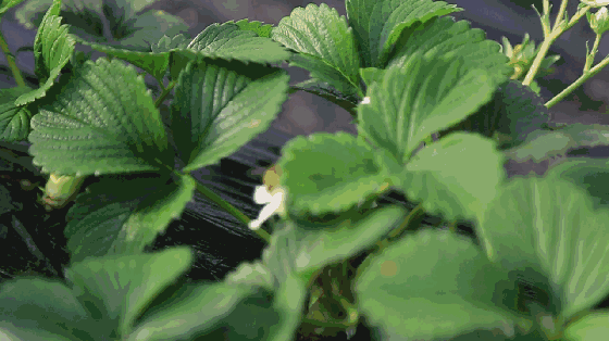 盘点那些清凉一夏的植物 在家养盆它电费不用花