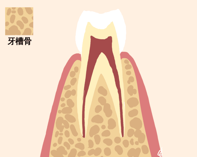 一张动图告诉你，牙齿是如何脱落的……
