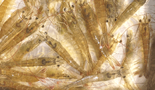 九月迎来放苗黄金期，放虾苗前后有什么要注意，苗期怎么把虾养好？