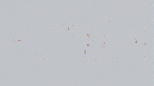 200826 SZIDF Animation 1.gif