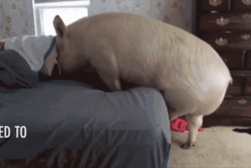 280_187gif 动态图 动图