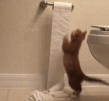 貓為什麼要看人上廁所？ 未分類 第7張