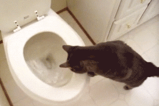 貓為什麼要看人上廁所？ 未分類 第9張