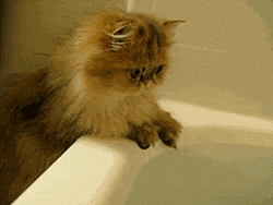 貓為什麼要看人上廁所？ 未分類 第8張