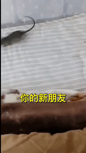 【爆笑】8个月没回学校，宿舍竟然长出了成熟的辣椒！而且还是在卫生间...（组图） - 15