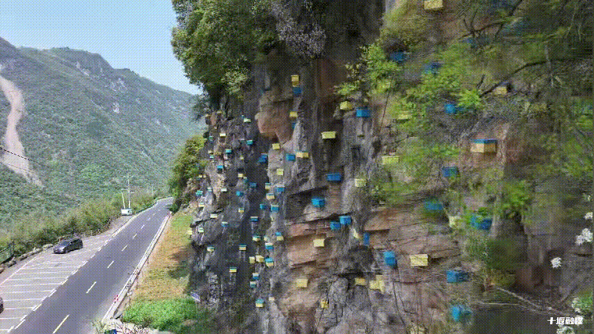 密密麻麻！十堰一处悬崖上挂满箱子，干啥的？